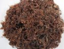Sargassum Seaweed