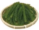 Seagrape Seaweed