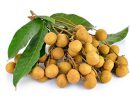 Longan